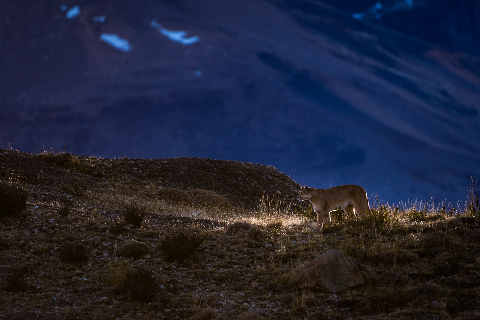 Puma in Shaft of Light, Torres Del Paine National Park, Chile