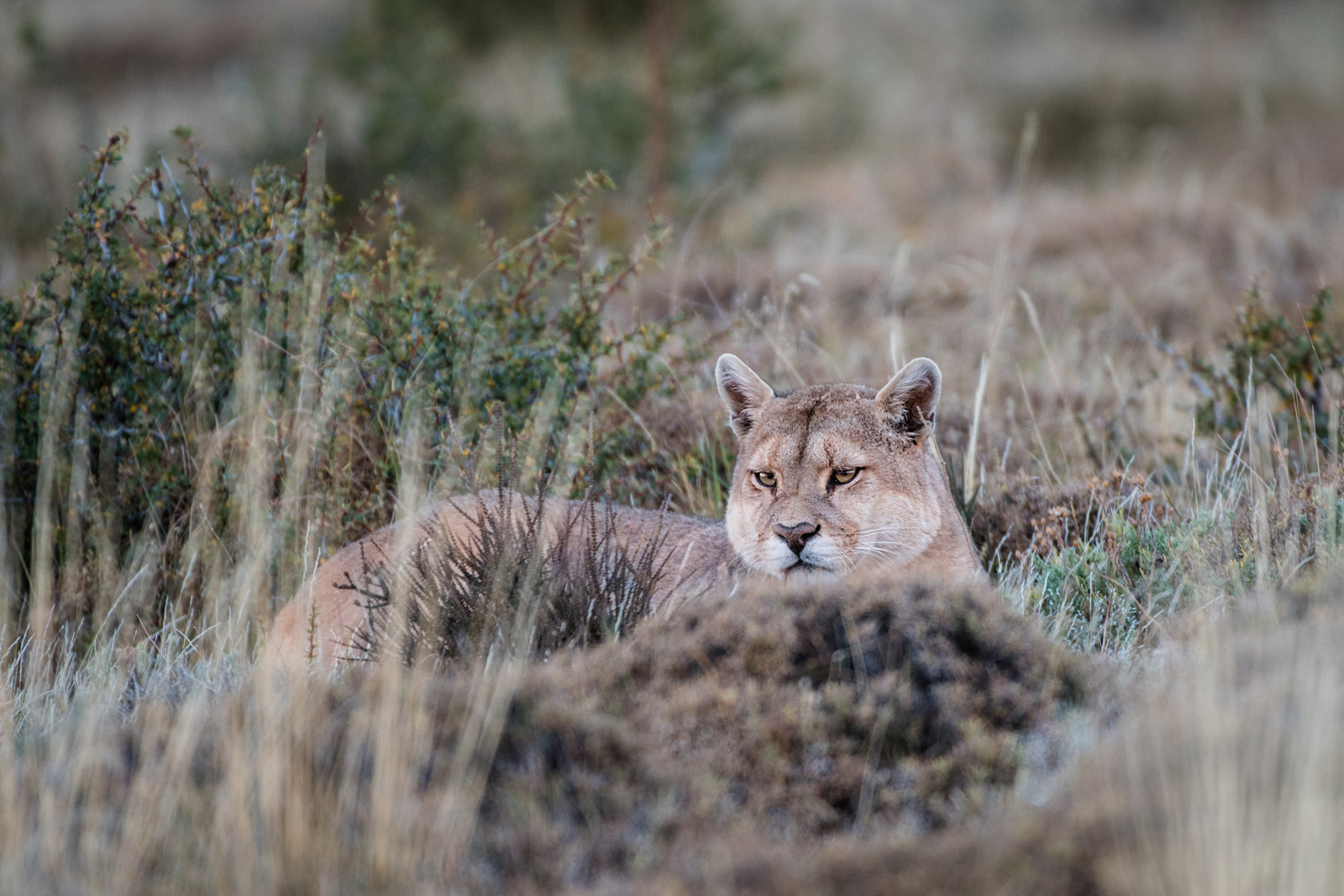 Resting Puma, Torres Del Paine National Park, Chile