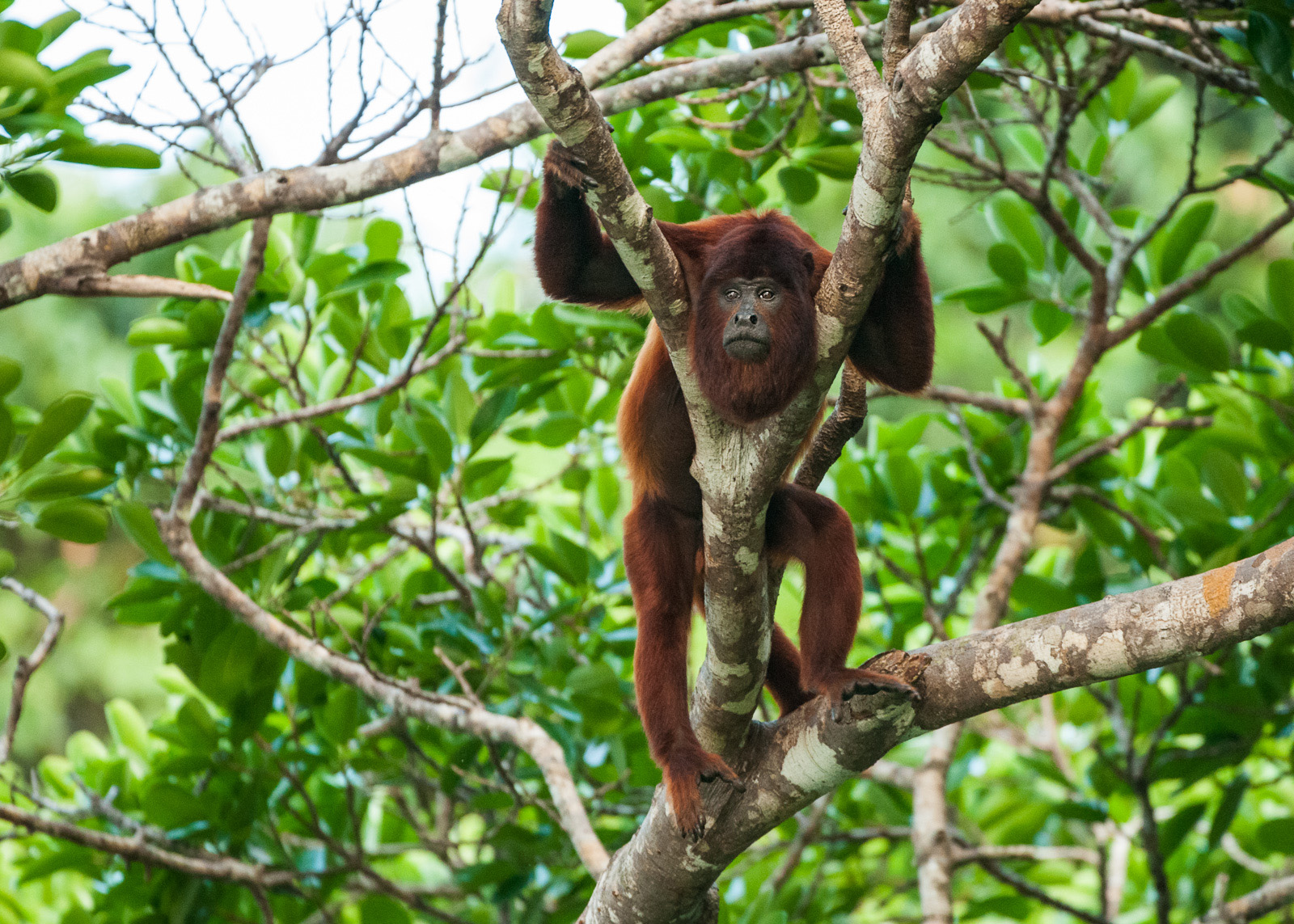 Red Howler Monkey, Madidi National Park, Bolivia