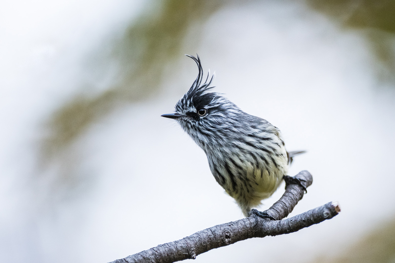 Tufted Tit Tyrant, Torres Del Paine National Park, Chile