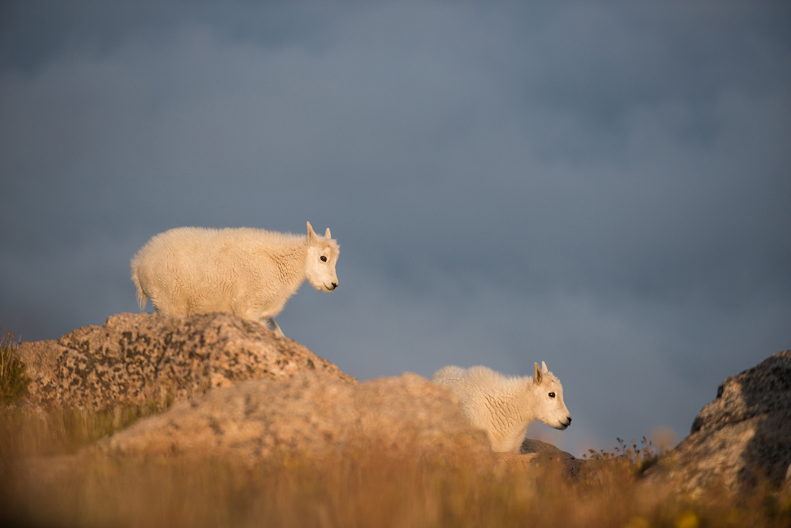 Mountain Goat Kids, Mount Evans, Colorado