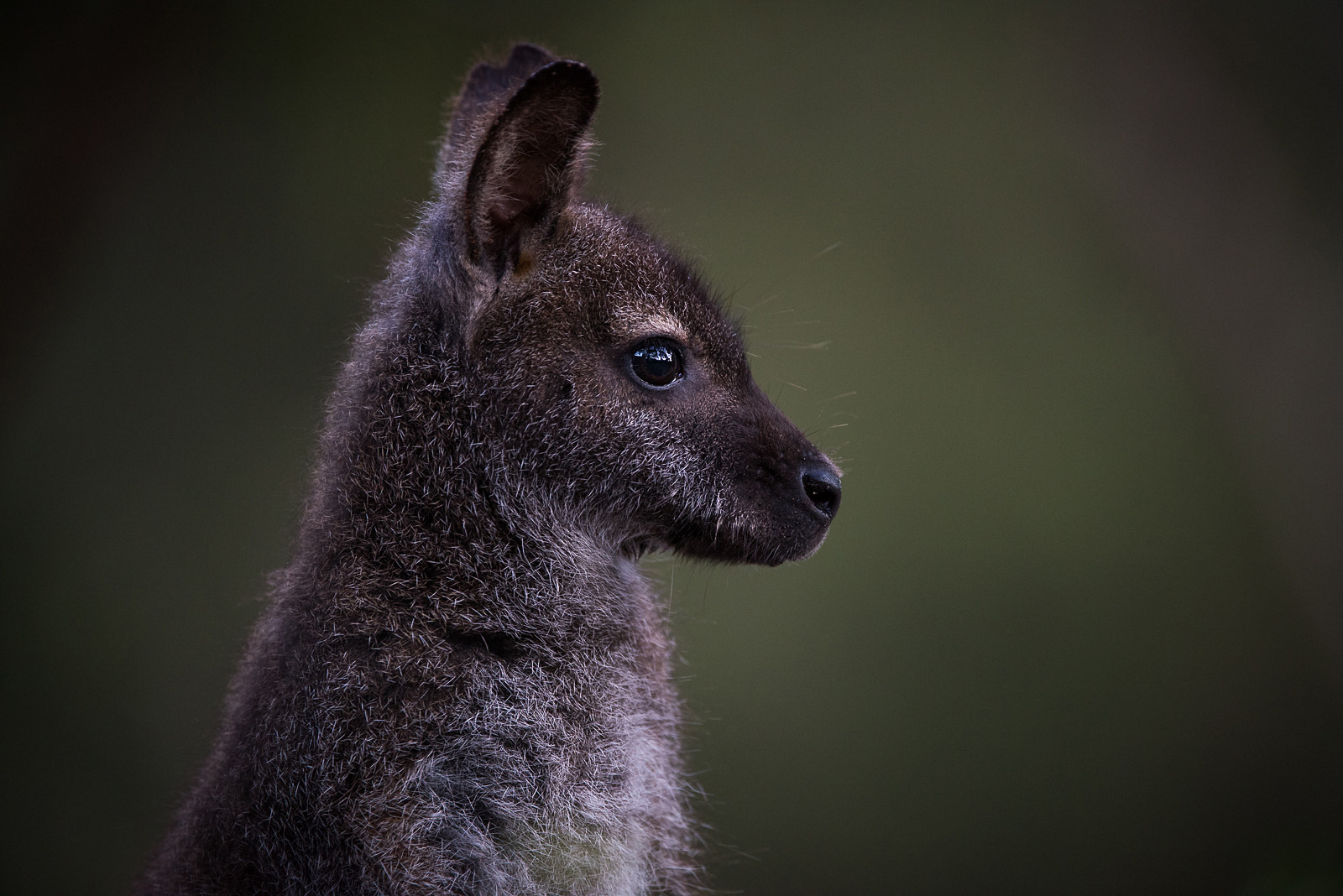 Bennett's Wallaby, Bruny Island, Tasmania, Australia