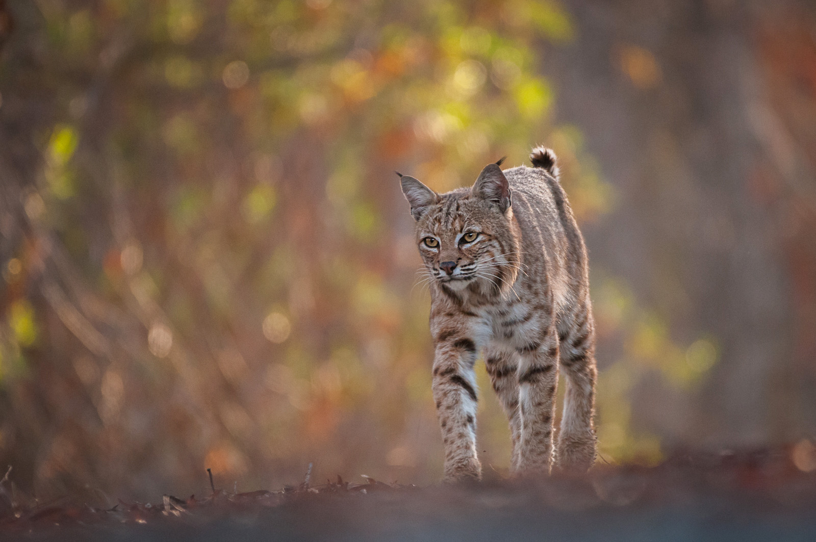 Bobcat, Irvine, California