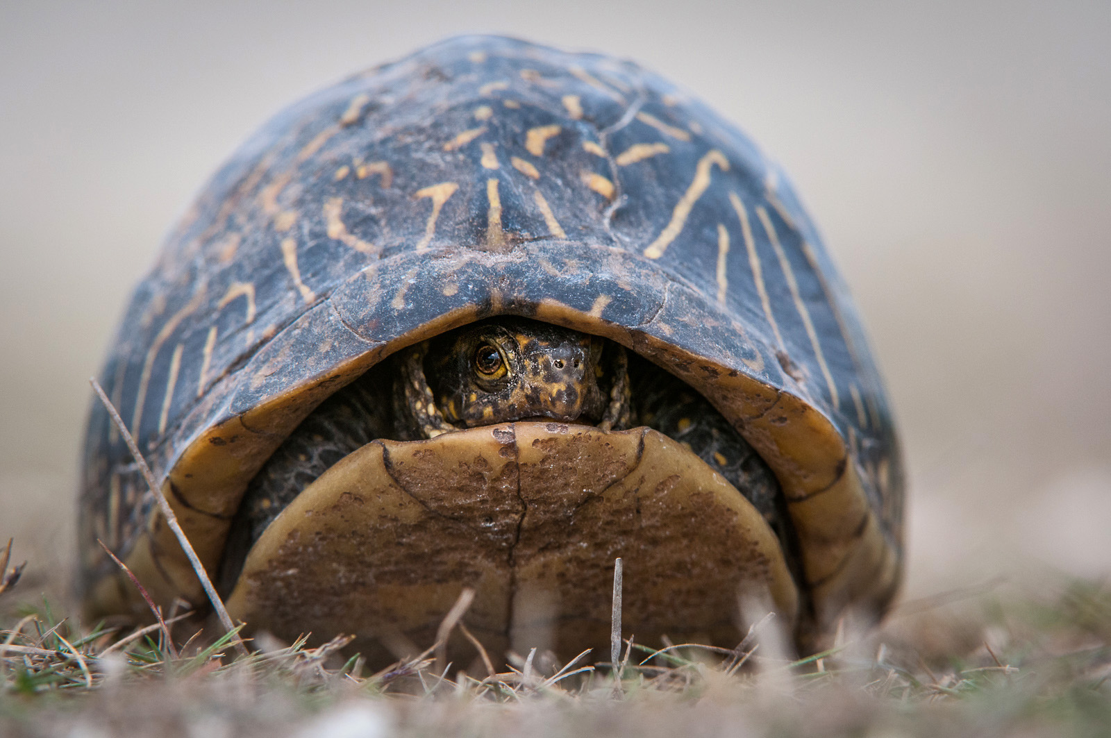 Florida Box Turtle, Big Cypress National Preserve, Florida