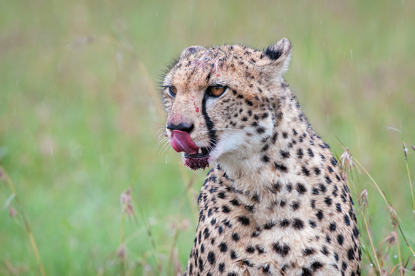 Cheetah Lick, Ol Pajama Conservancy, Kenya