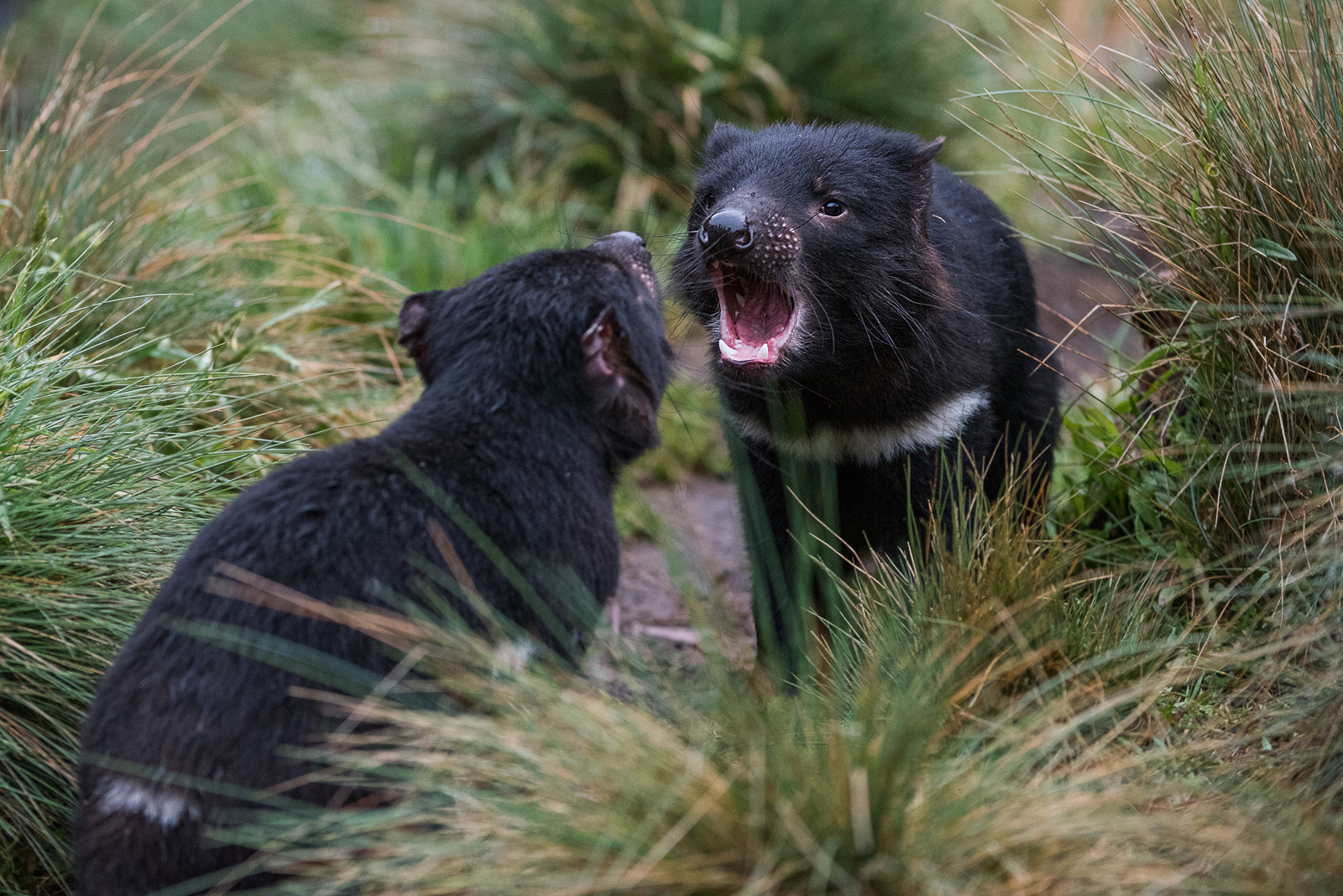 Tasmanian Devils, Cradle Mountain, Tasmania, Australia