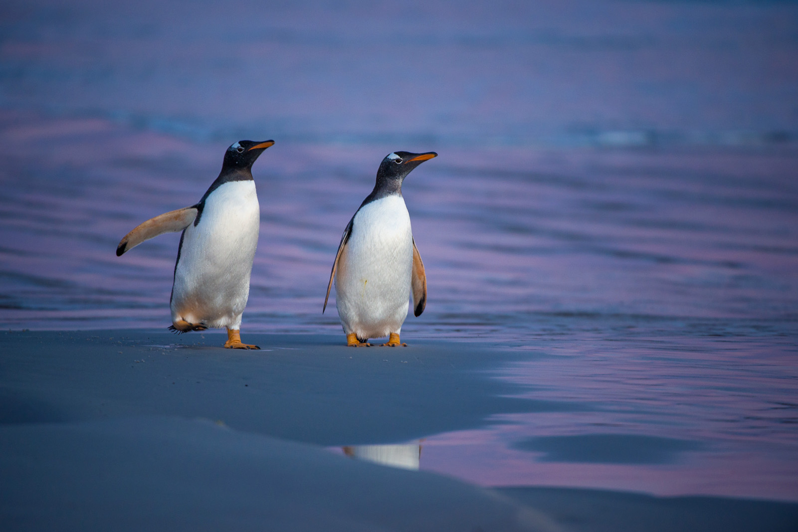 Gentoo Penguins, Volunteer Point, Falkland Islands