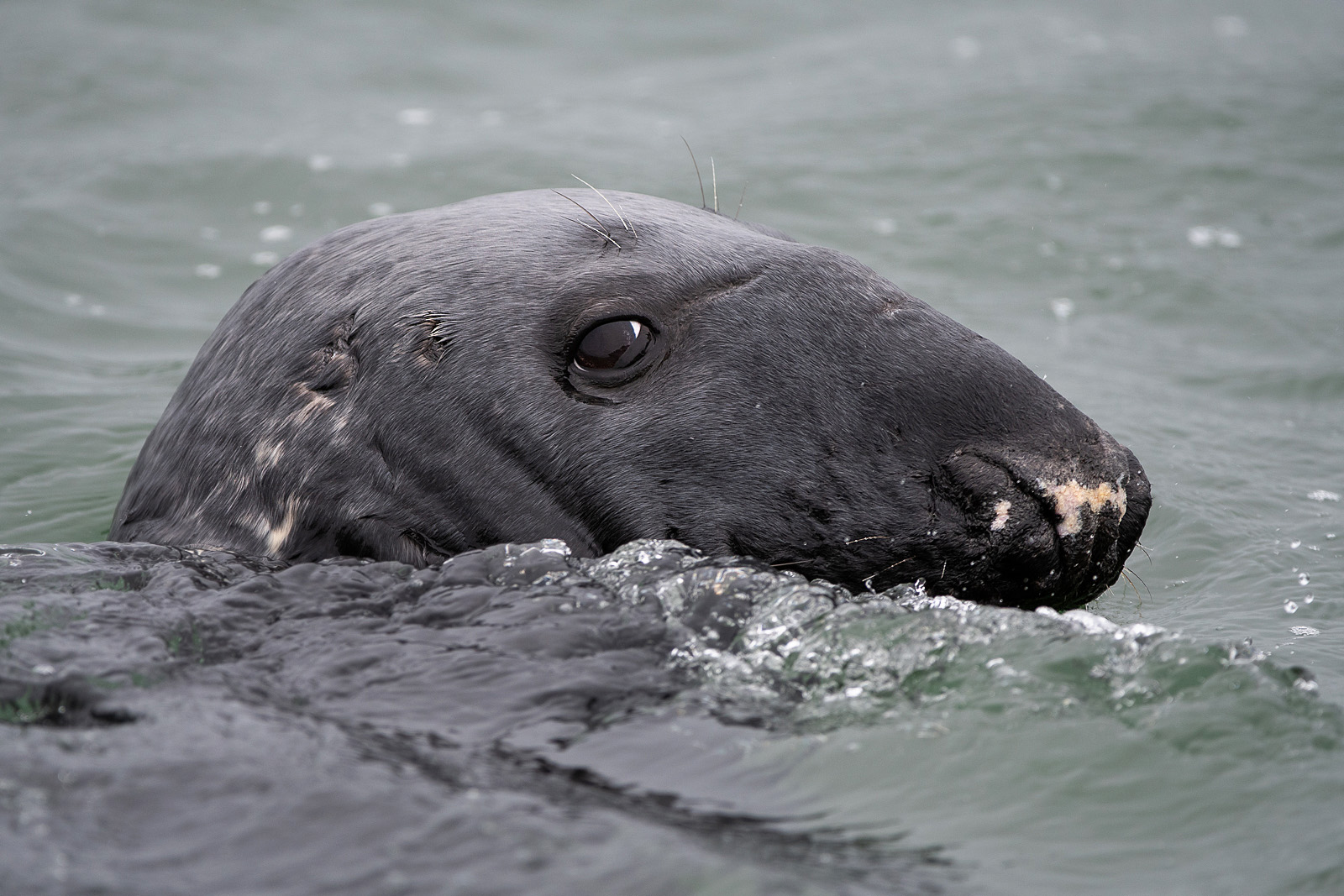 Gray Seal, Monomoy National Wildlife Refuge, Cape Cod, MA