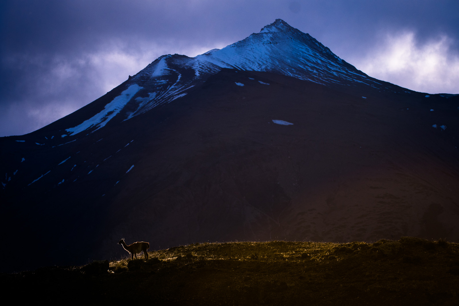 Backlit Guanaco, Torres Del Paine National Park, Chile