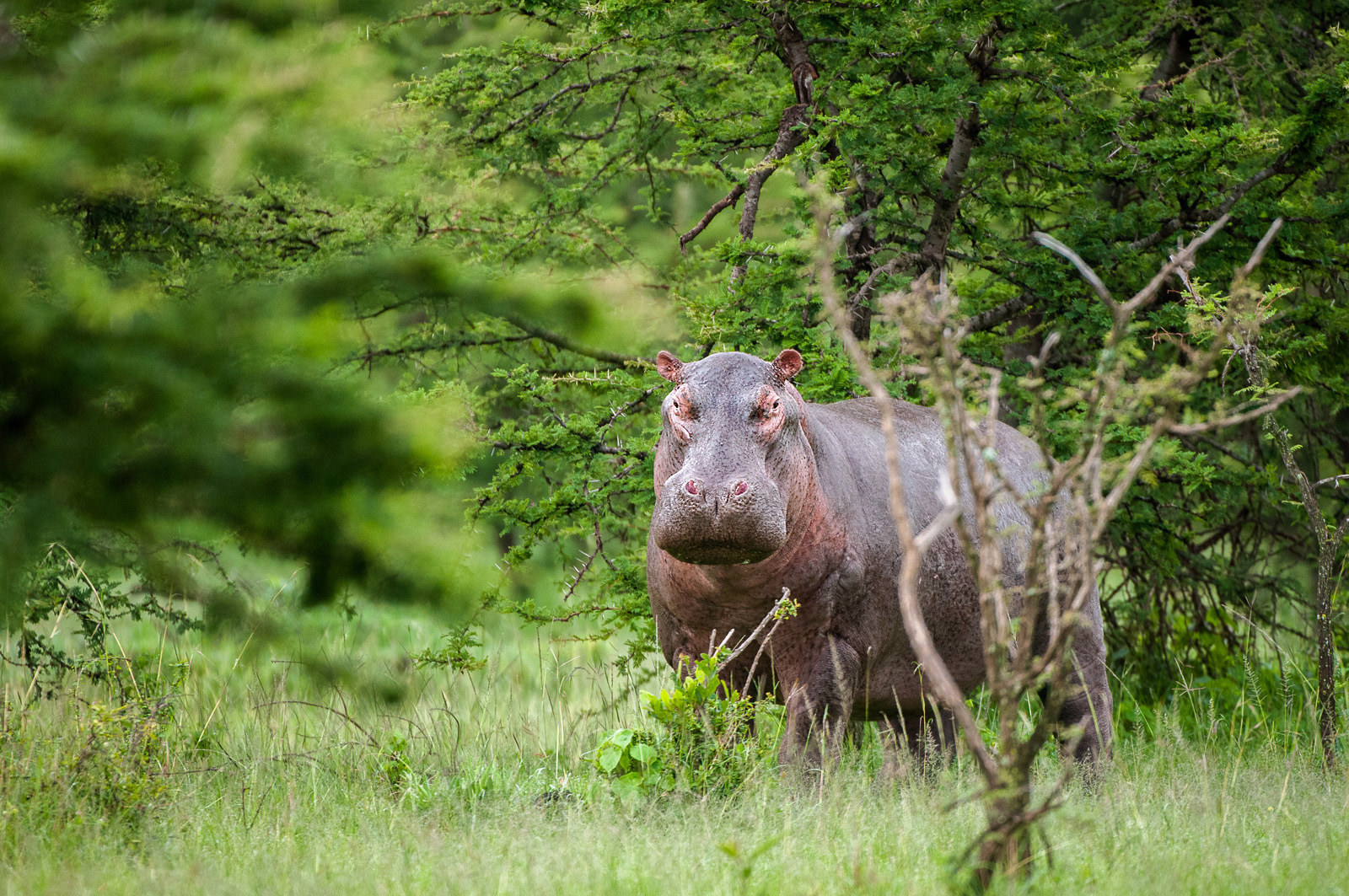Hippo, Masai Mara, Kenya