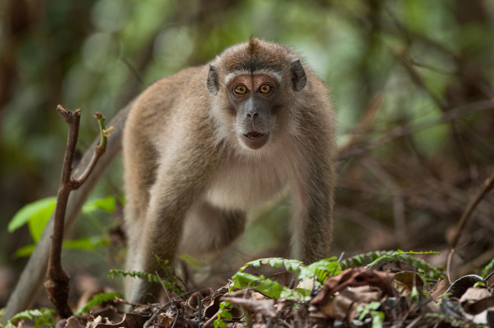 Long-Tailed Macaque, Tanjung Puting National Park, Indonesia