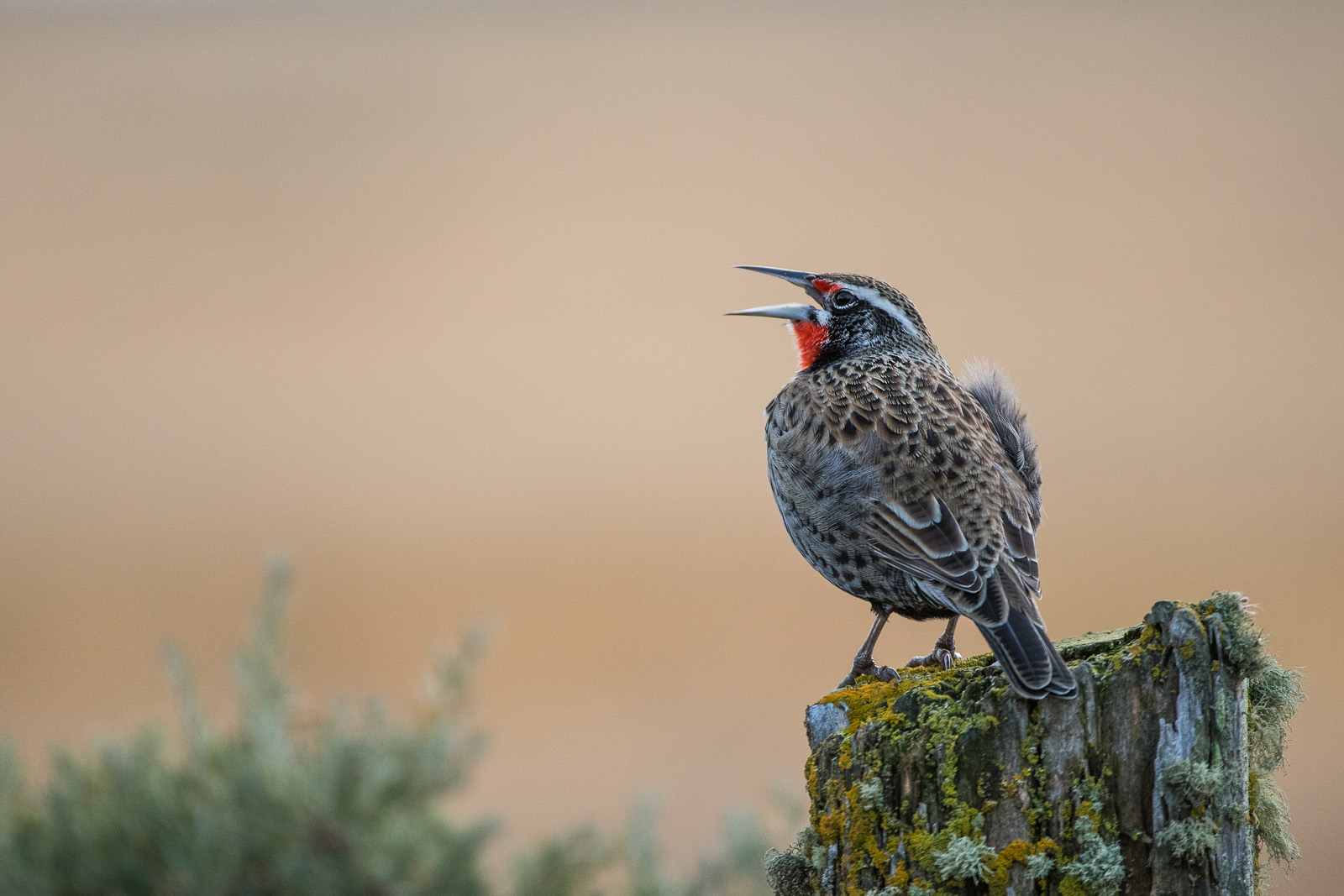 Long=Tailed Meadowlark, Southern Chile