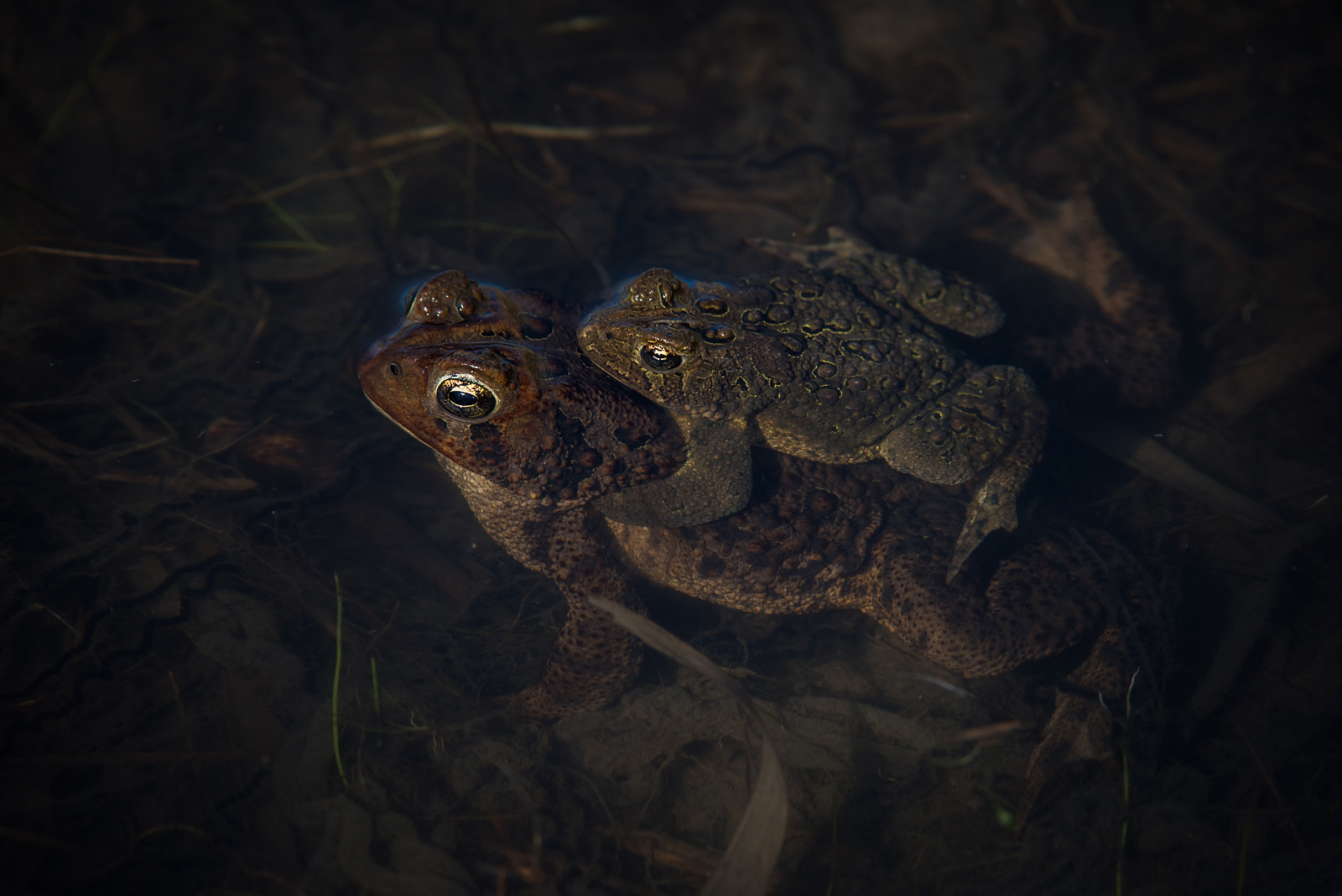American Toads, Tommy Thompson Park, Toronto