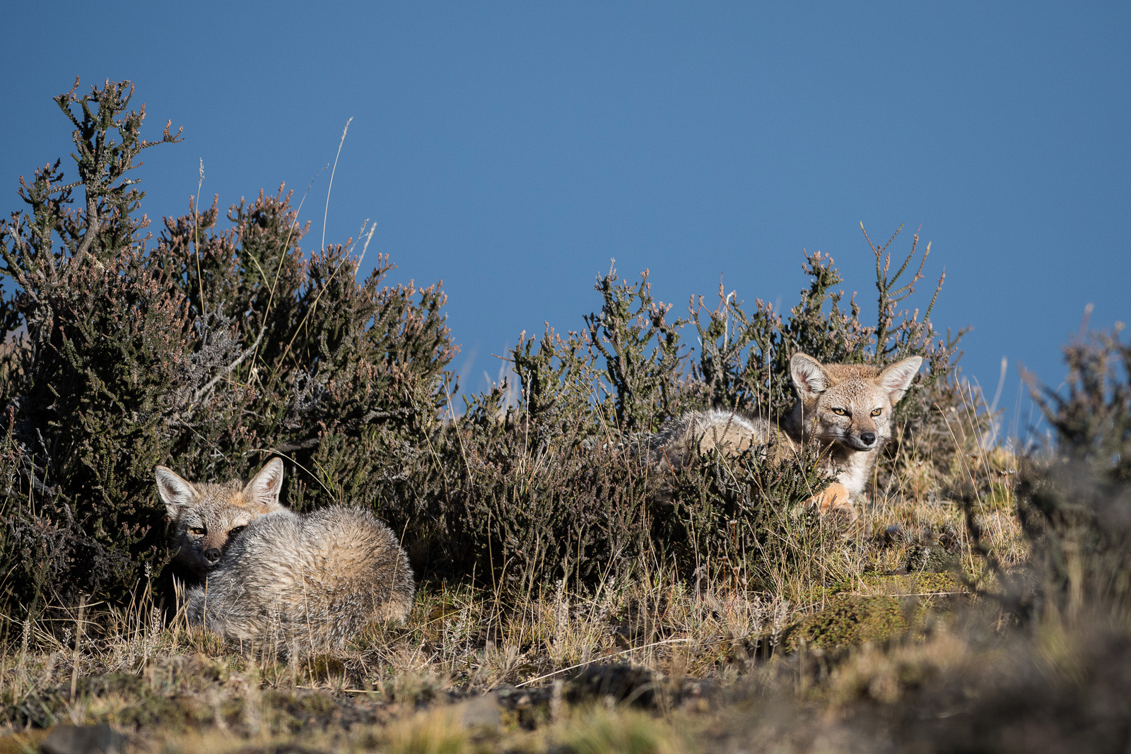 Patagonian Gray Fox Pair, Torres Del Paine, Chile