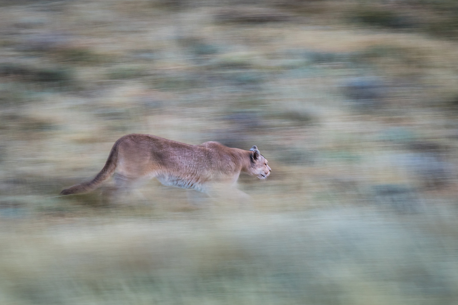 Puma Panning Shot, Torres Del Paine National Park, Chile