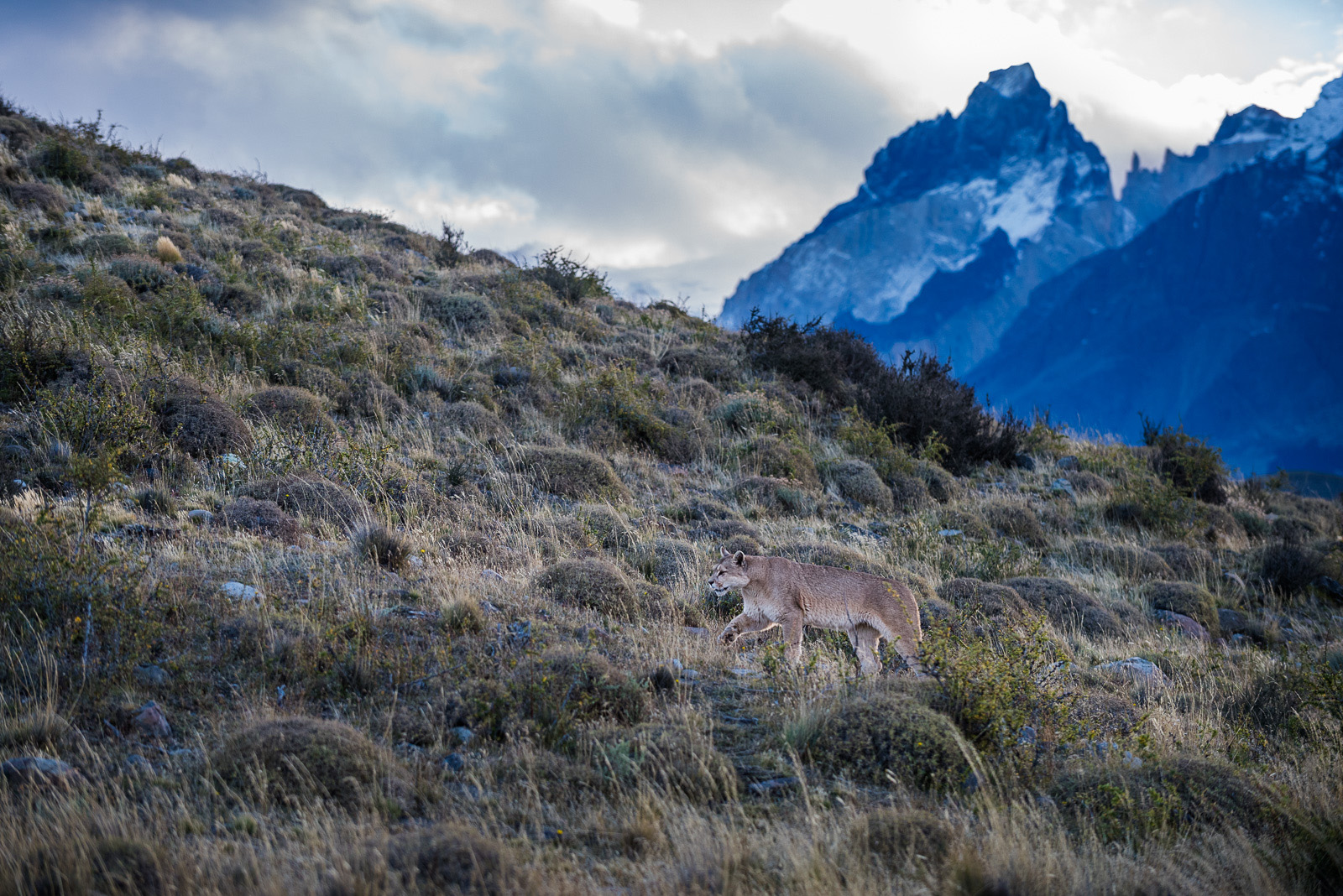 Puma Climbing Hill, Torres Del Paine National Park, Chile