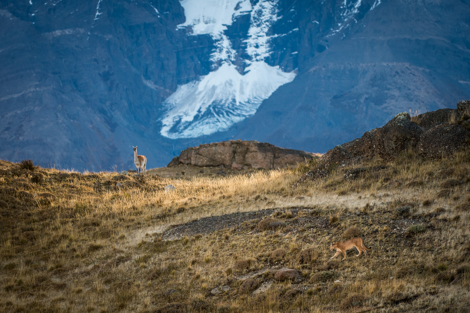 Puma and Guanaco, Torres Del Paine National Park, Chile