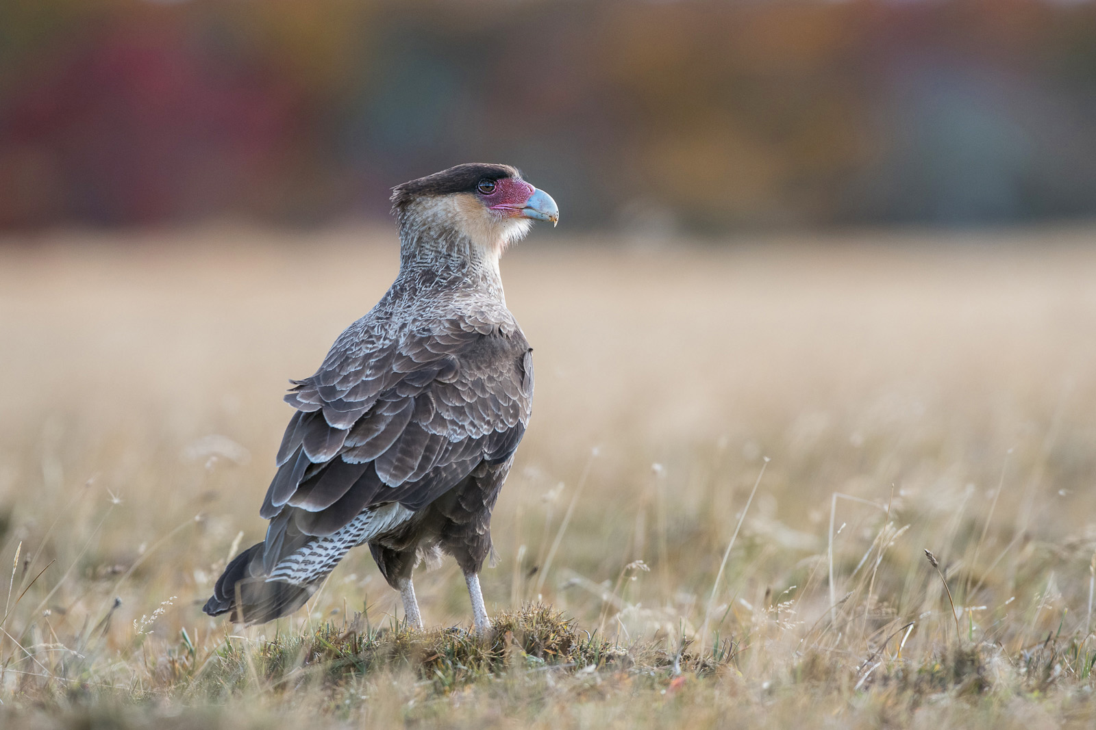 Southern Crested Caracara, Southern Chile
