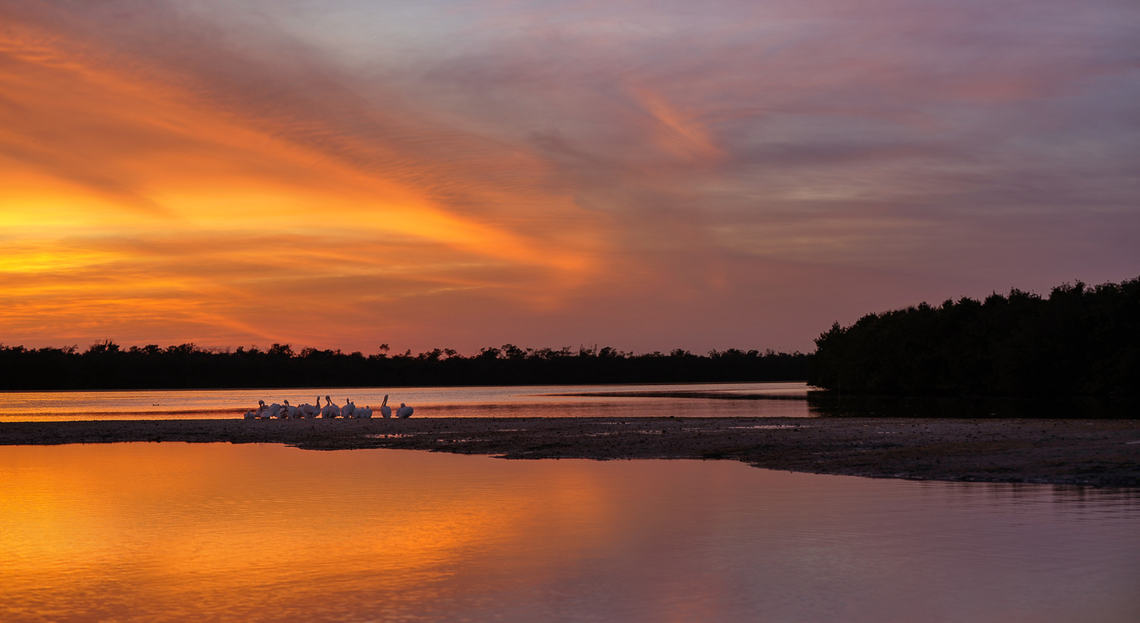 White Pelicans, Ding Darling National Wildlife Refuge, Sanibel Island, Florida