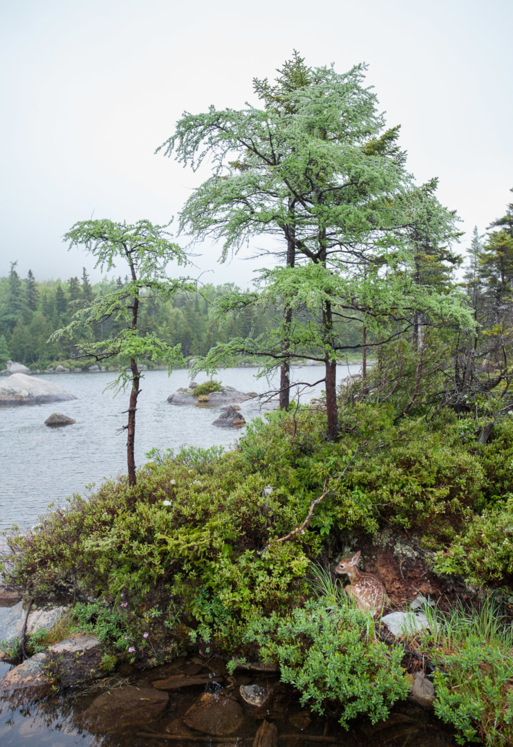 White-Tailed Fawn, Baxter State Park, Maine