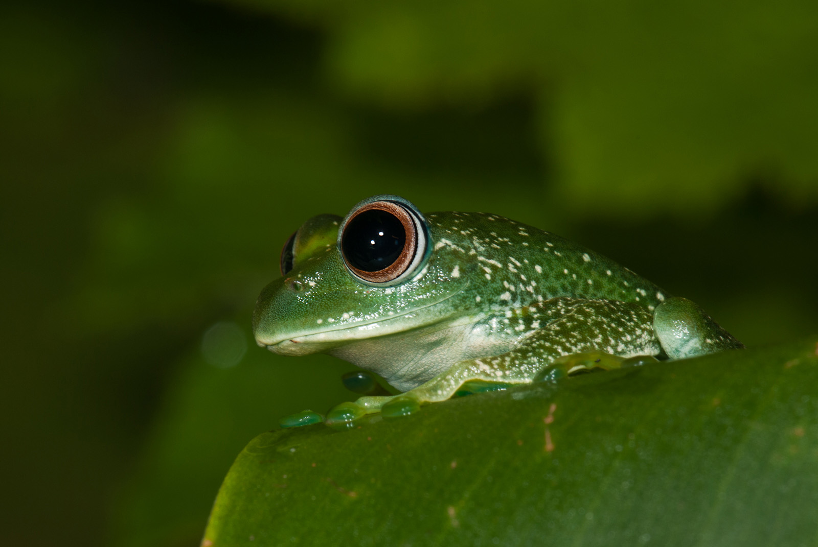 Elena's Treefrog, Perinet, Madagascar