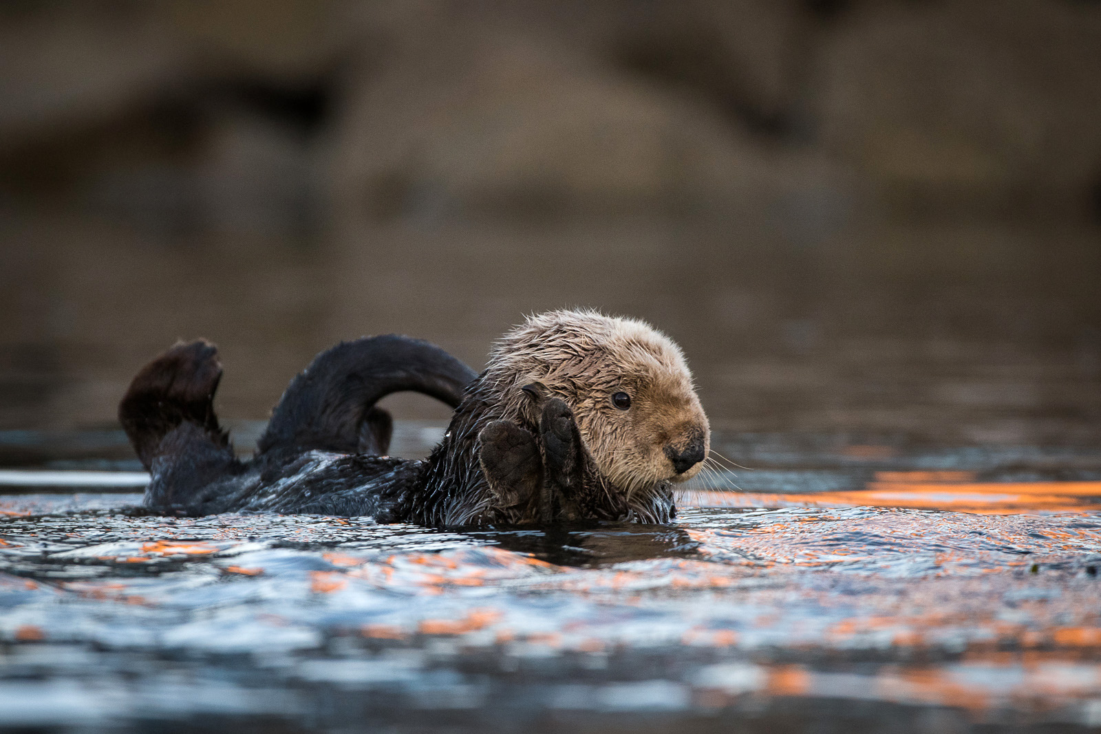 Sea Otter, Morro Bay, California