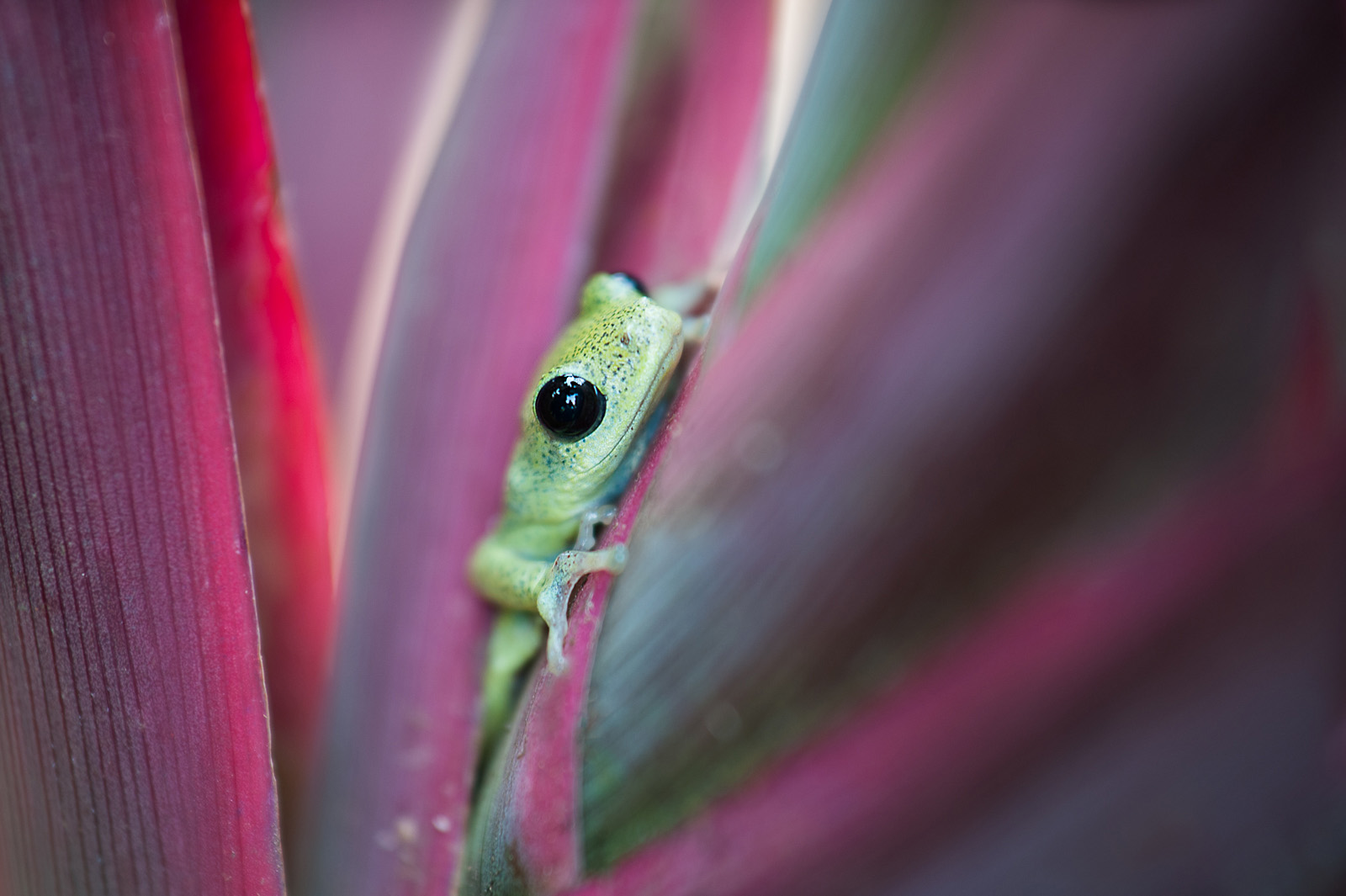 Ugandan Tree Frog, Entebbe, Uganda