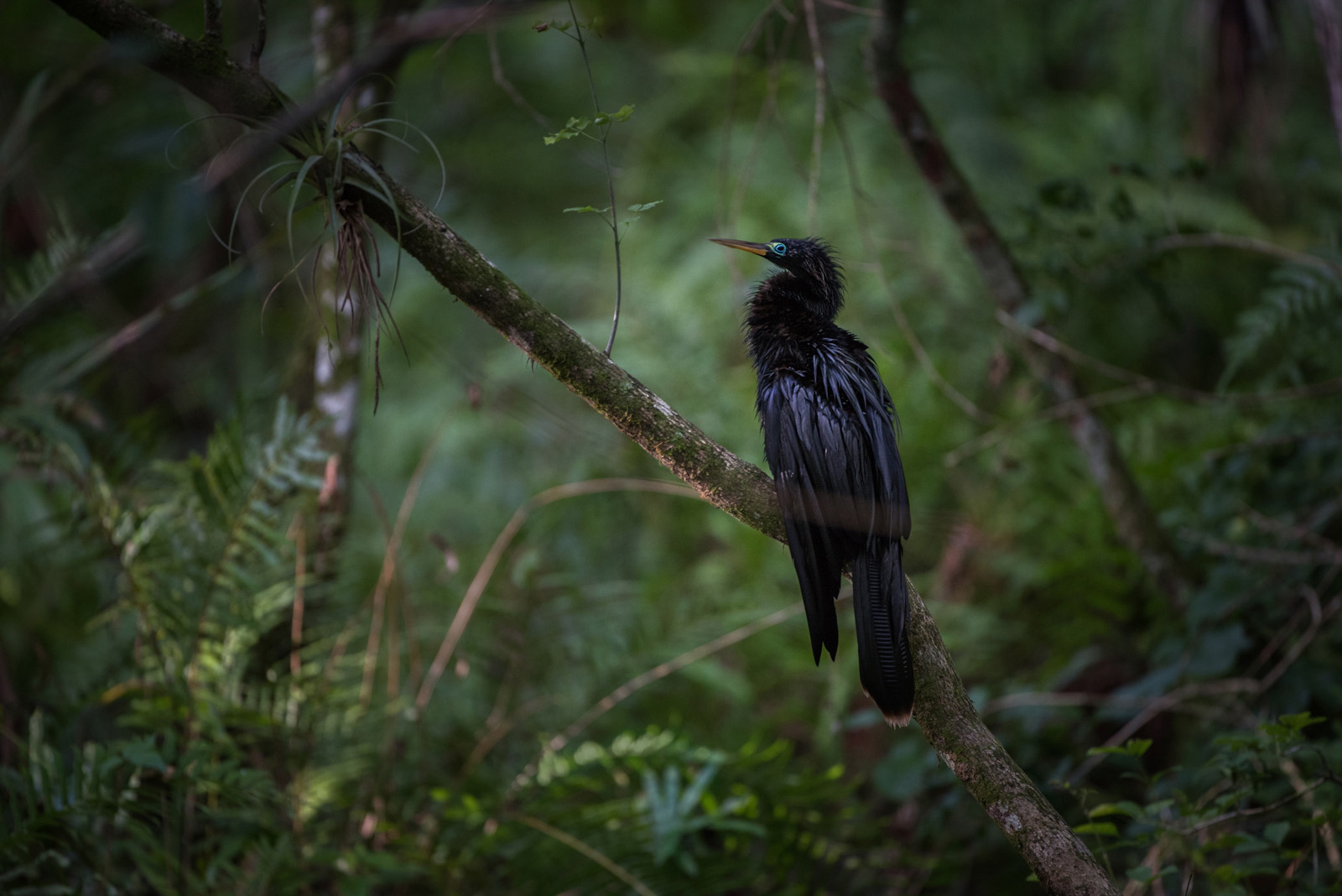 Anhinga, Corkscrew Swamp, Naples, Florida