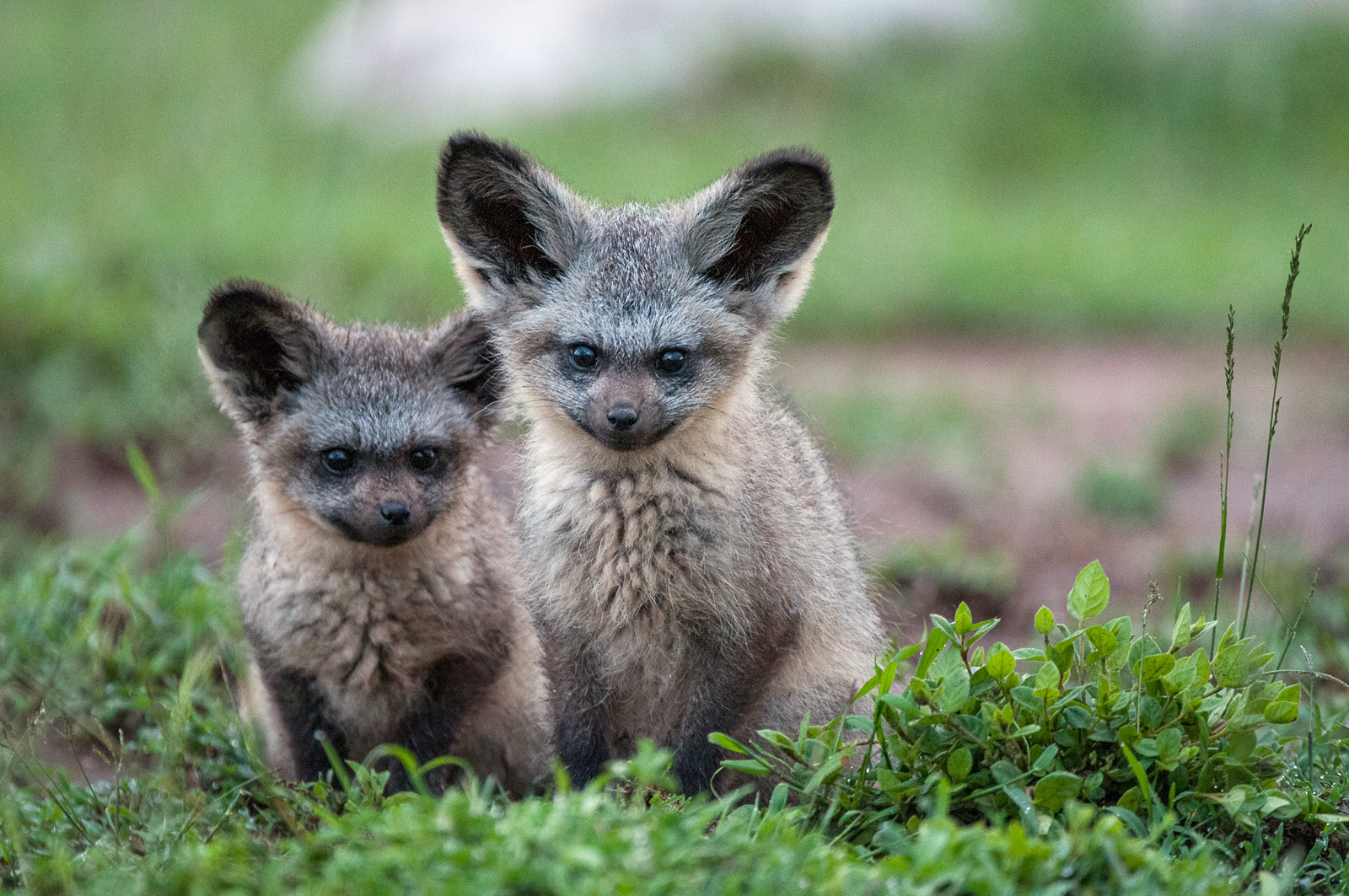 Bat-Eared Fox Pups, Masai Mara, Kenya