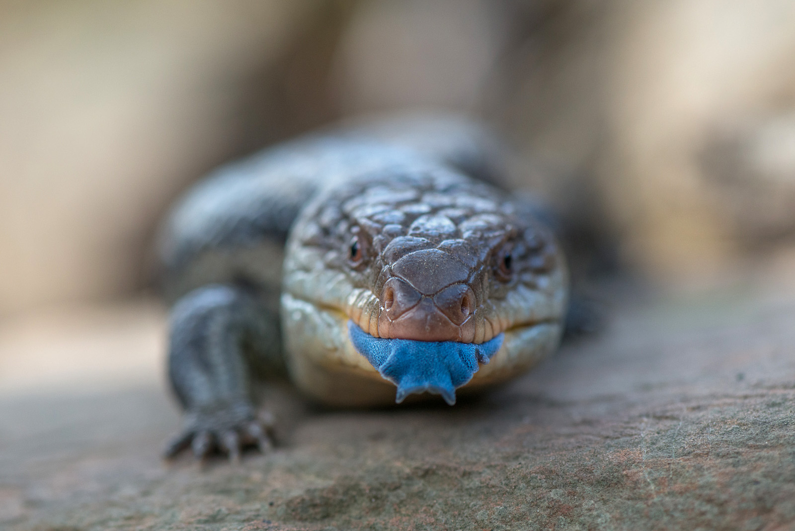 Blotched Blue Tongued Lizard, Bonorong Wildlife Sanctuary, Tasmania, Australia