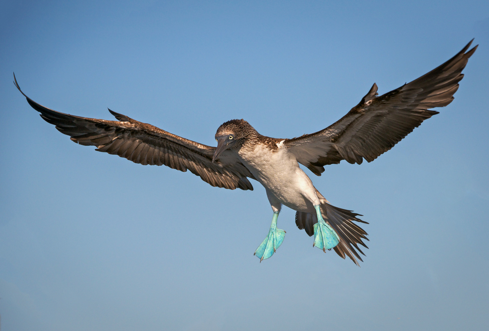 Blue Footed Booby, Galápagos Islands, Ecuador