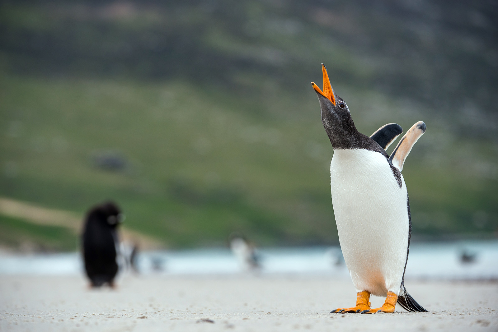 Gentoo Calling, Saunders Island, Falkland Islands