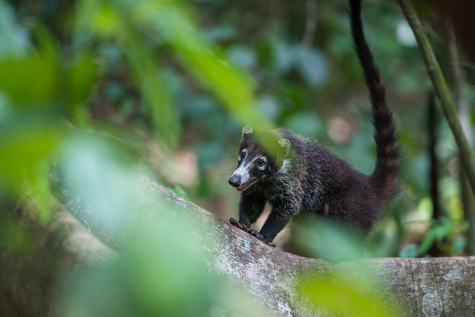 Coatimundi, Corcovado National Park, Costa Rica