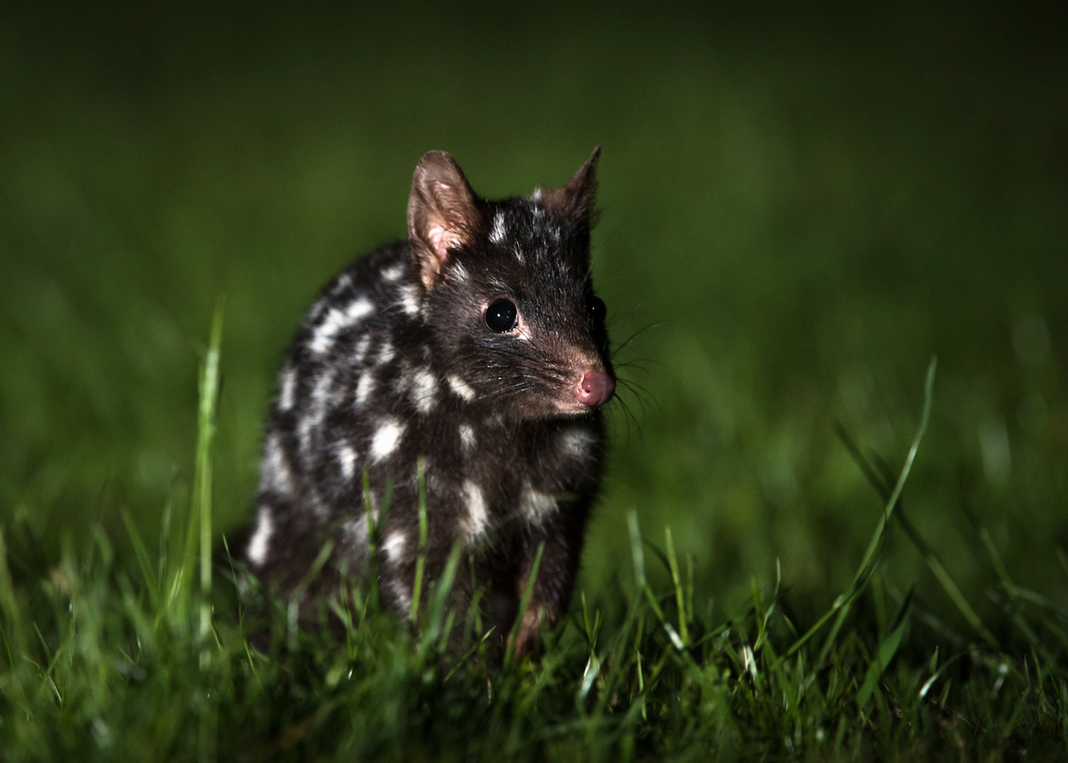 Eastern Quoll, Northern Tasmania