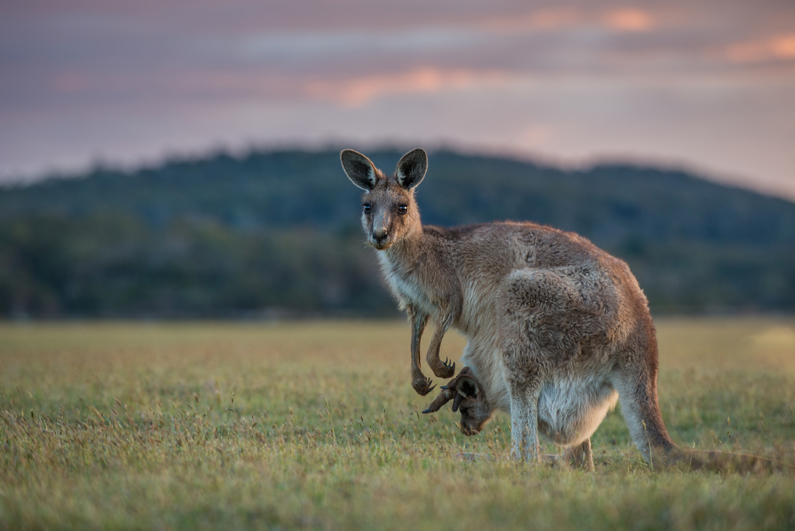 Forester Kangaroo, Narawantapu National Park in Tasmania, Australia