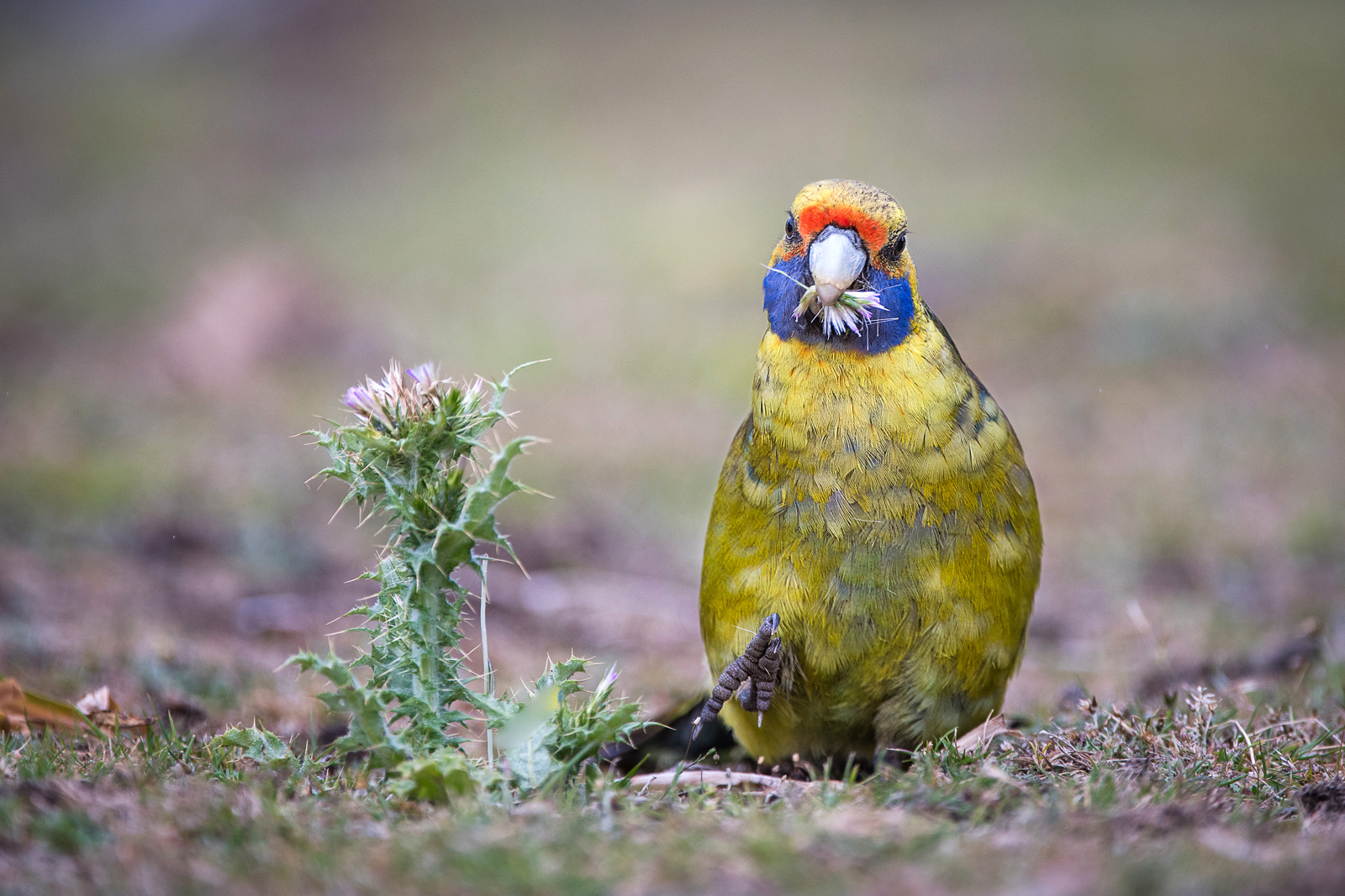 Green Rosella, Maria Island, Tasmania, Australia