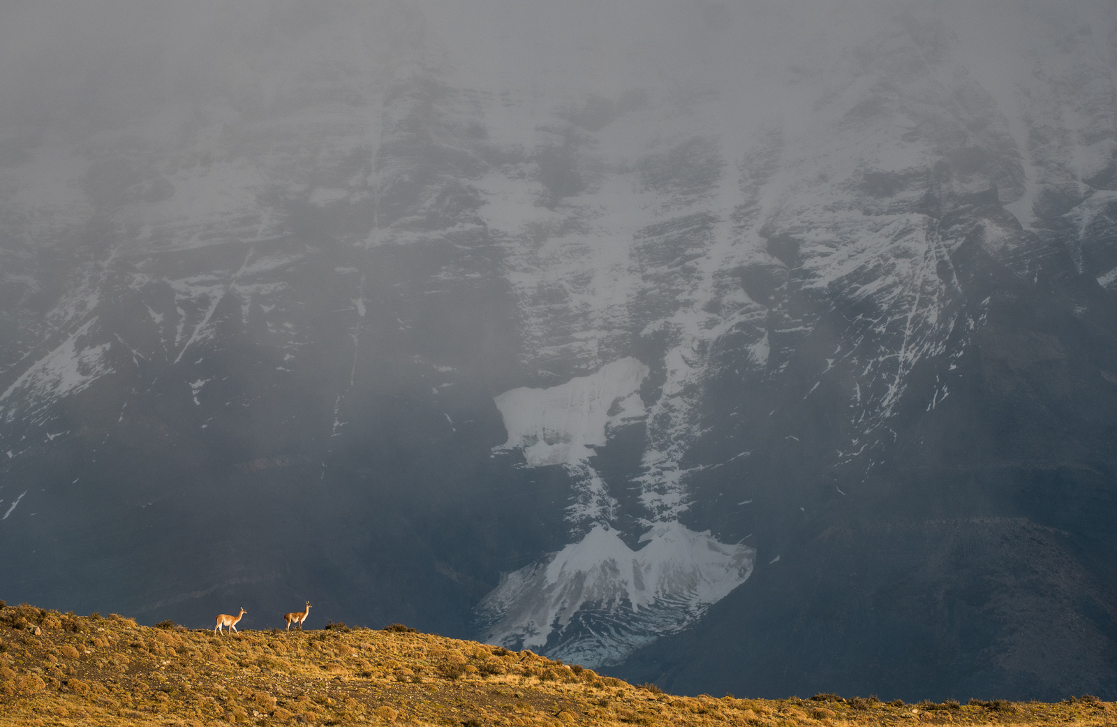 Guanacos and Mountain, Torres Del Paine National Park, Chile