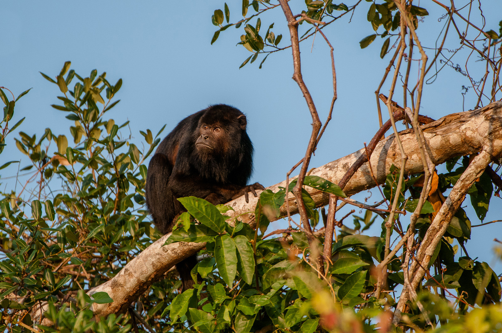 Black Howler Monkey, Pantanal, Brazil