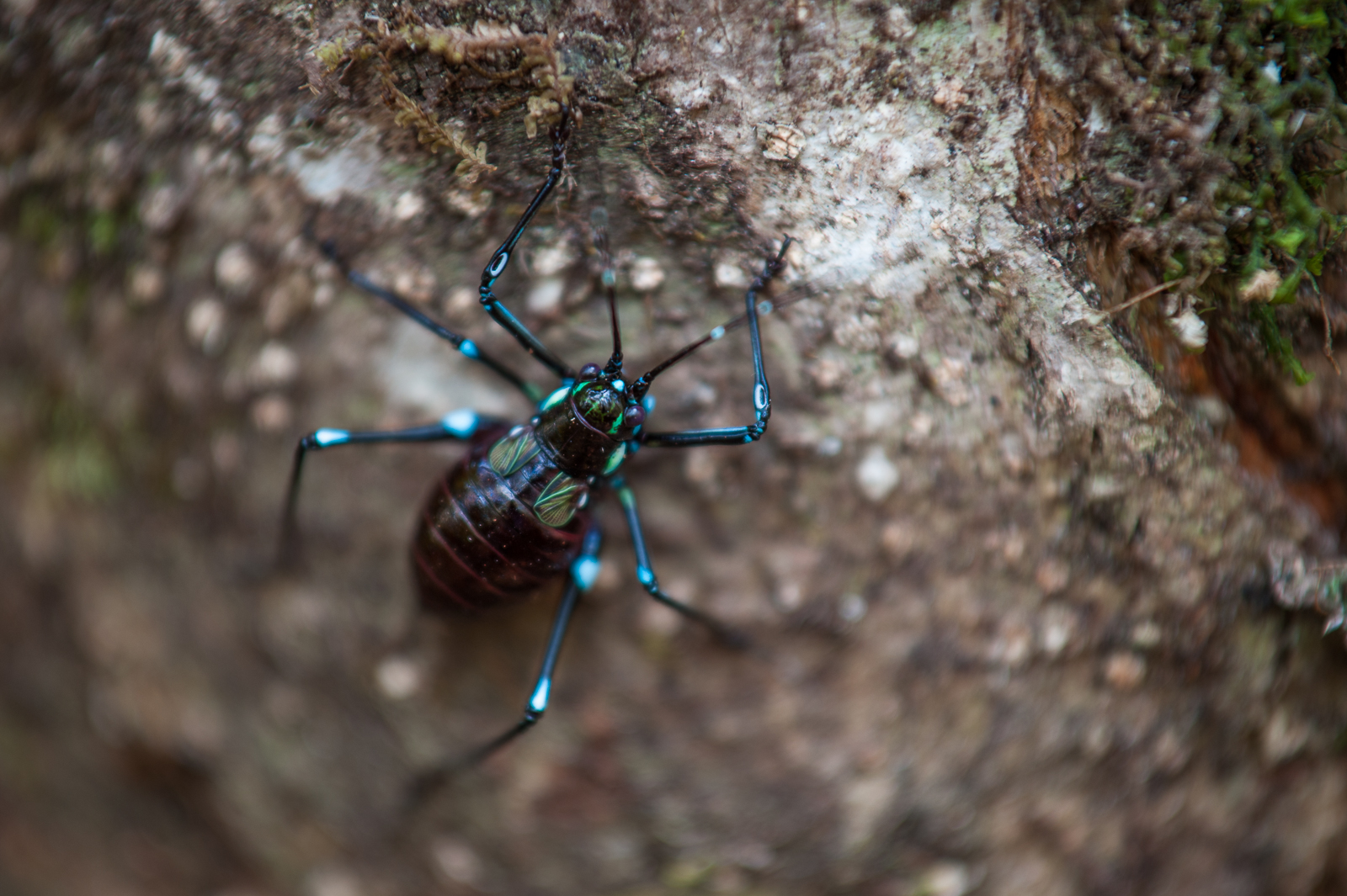 Unidentified Cricket, Tanjung Puting National Park, Indonesia