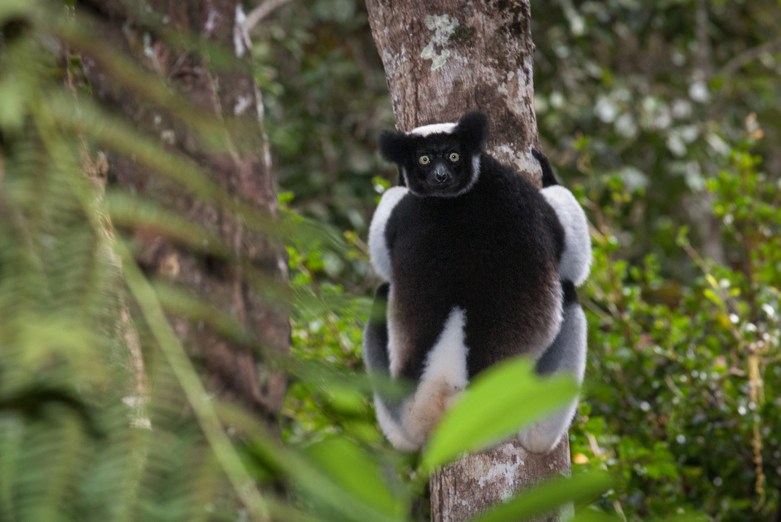 Indri, Andasibe-Mantadia National Park, Madagascar