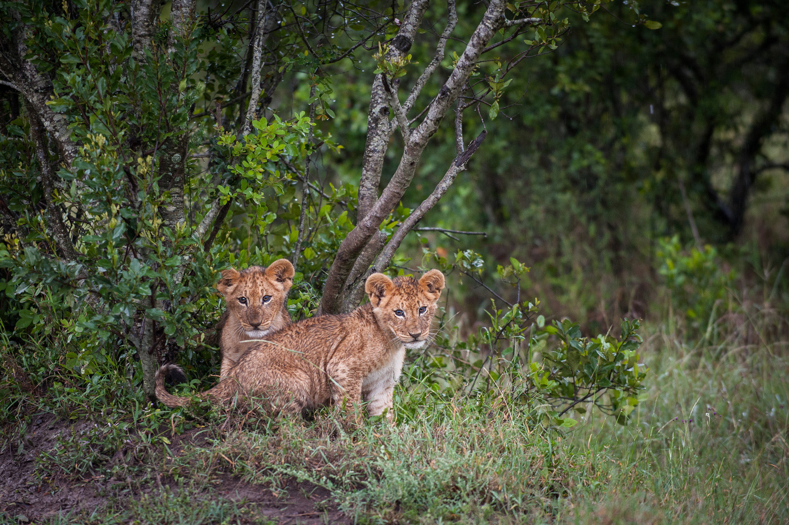 Lion Cubs, Ol Pajeta Conservancy, Laikipia, Kenya