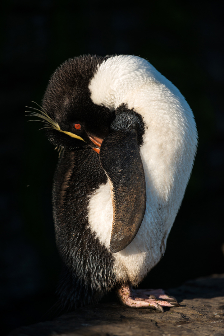Rockhopper Penguin Preening, Saunders Island, Falkland Islands