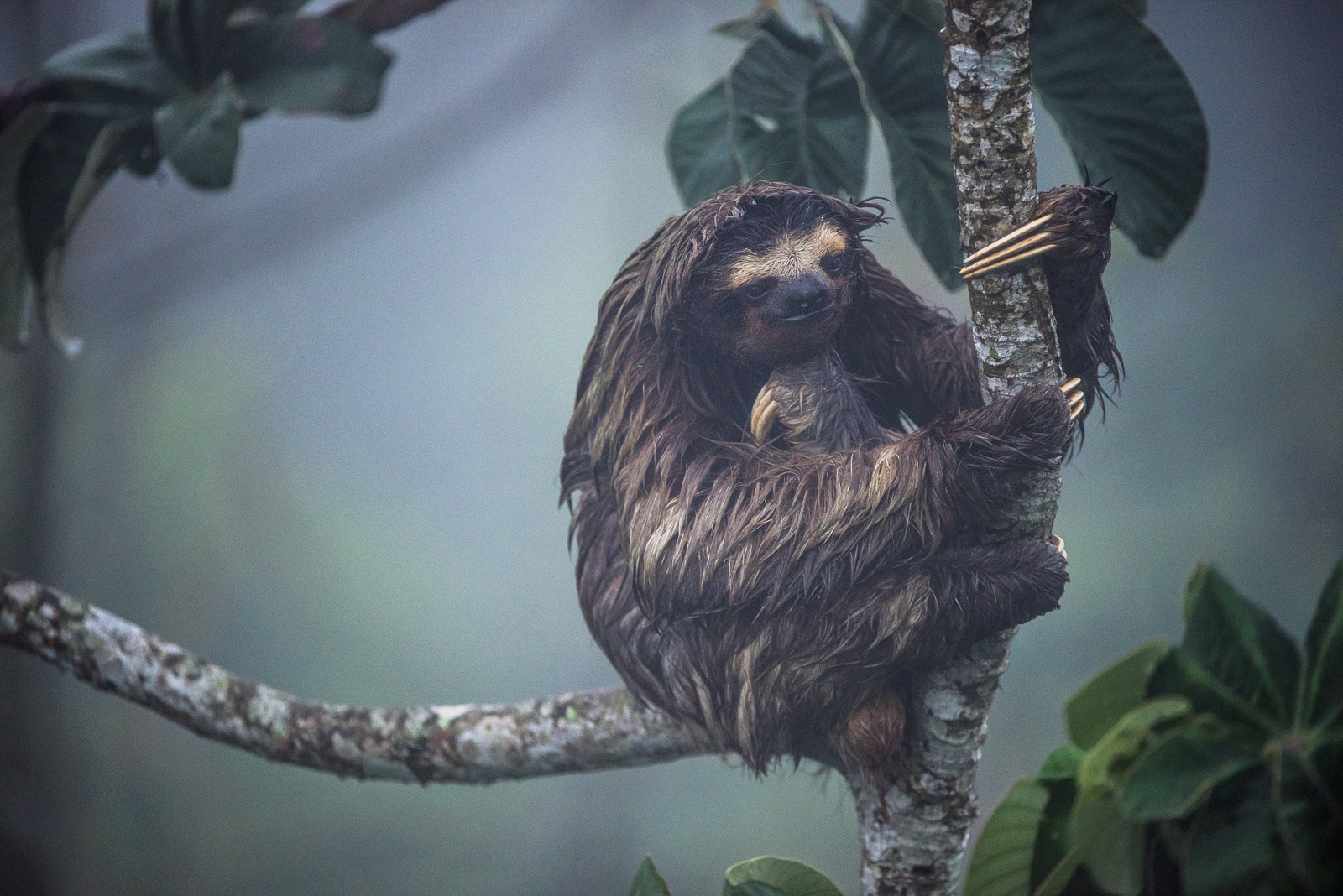 Three-Toed Sloth, Soberania National Park, Panama