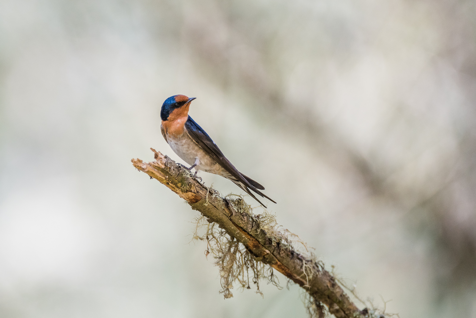 Welcome Swallow, Tasmania, Australia