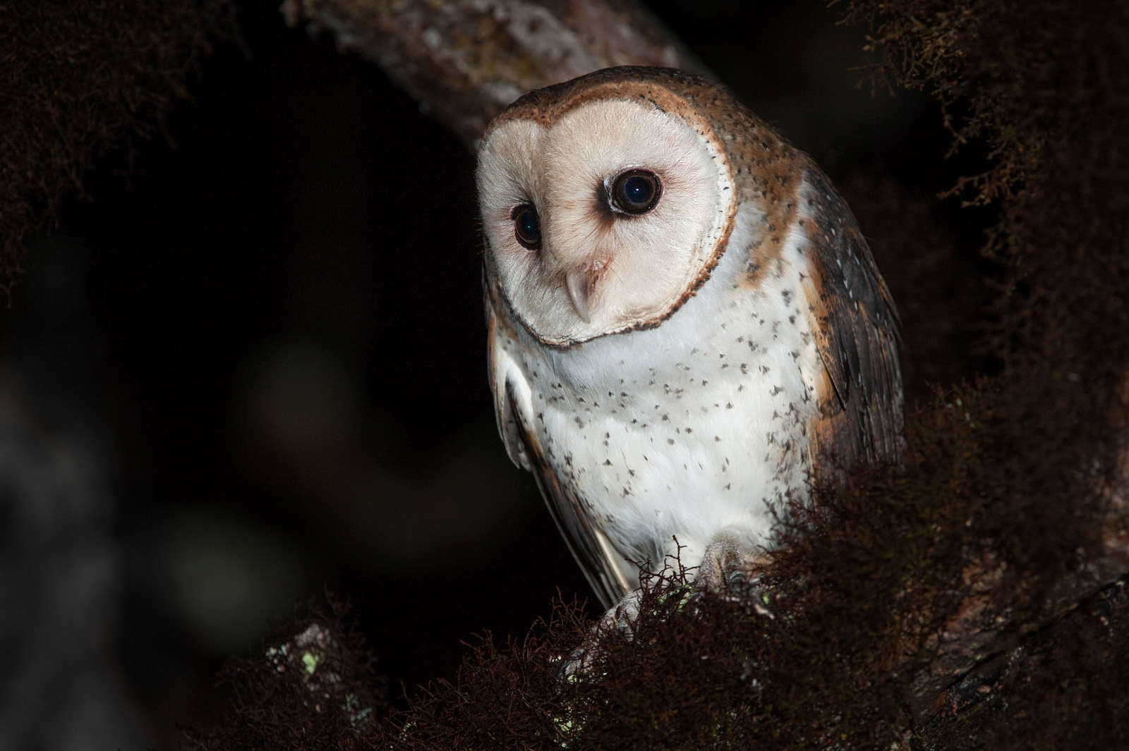 Barn Owl, Santa Cruz Highlands, Galapagos Islands, Ecuador
