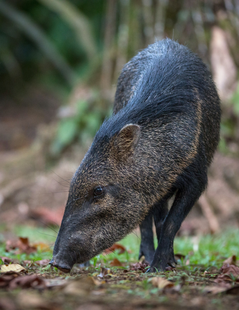 Collared Peccary, La Selva, Costa Rica