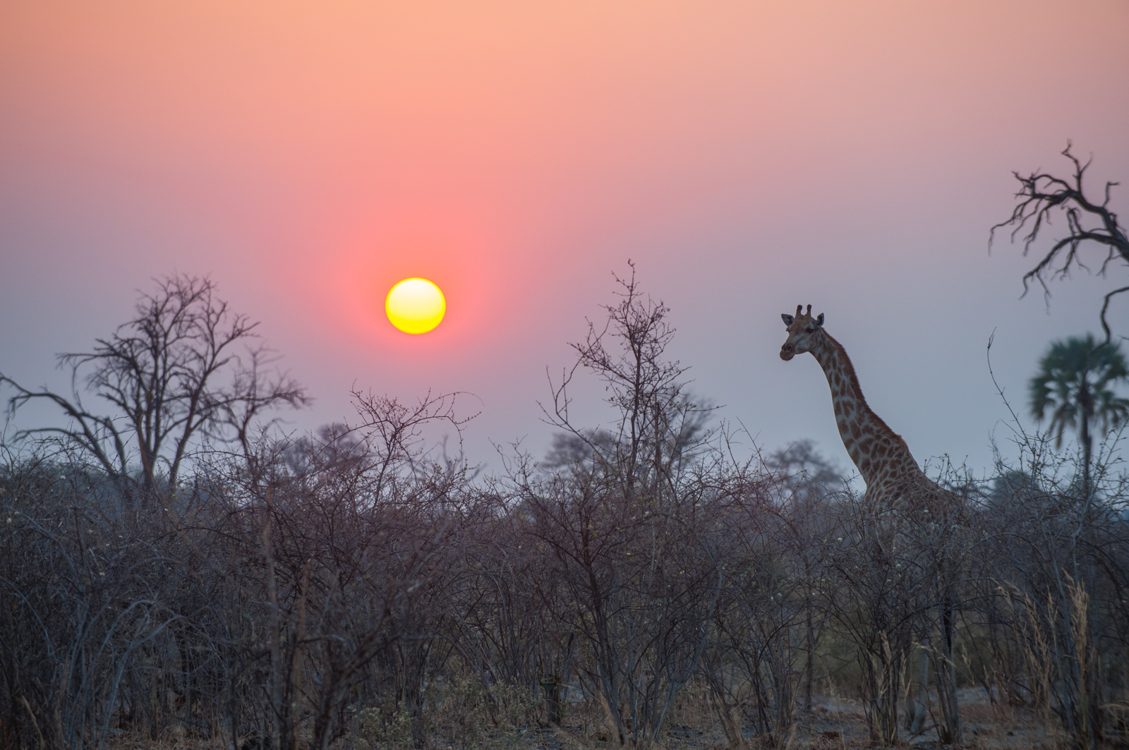 Giraffe and Rising Sun, Linyanti, Botswana