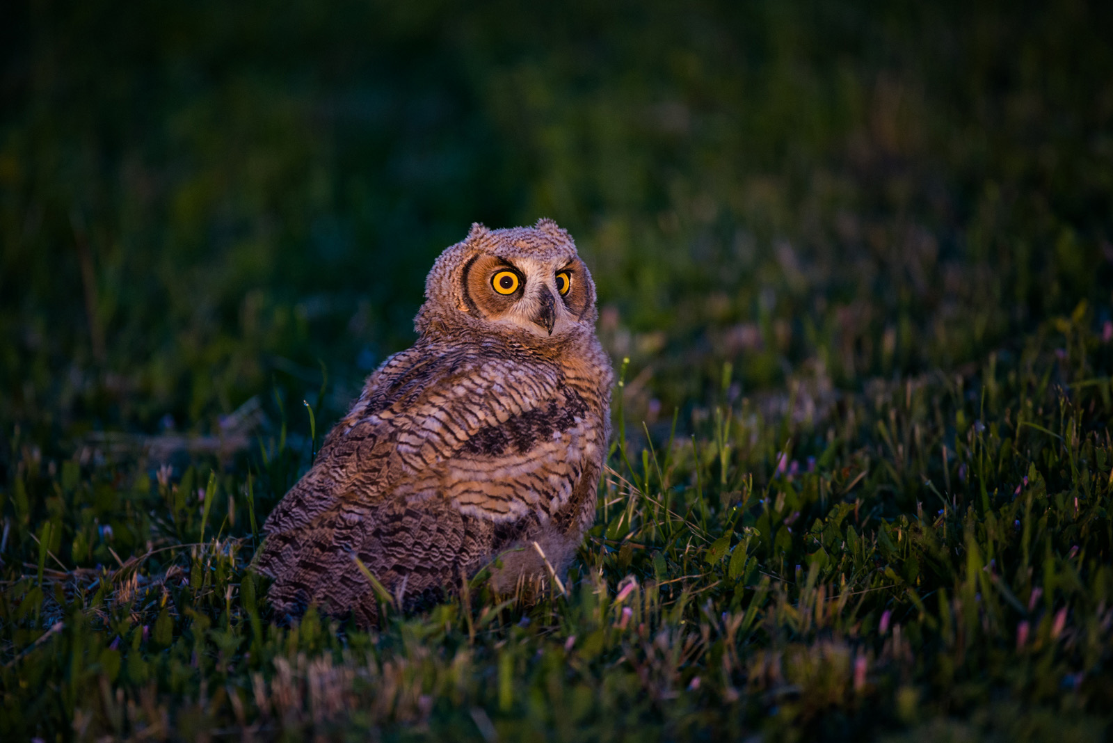 Great Horned Owl, Badlands National Park, South Dakota