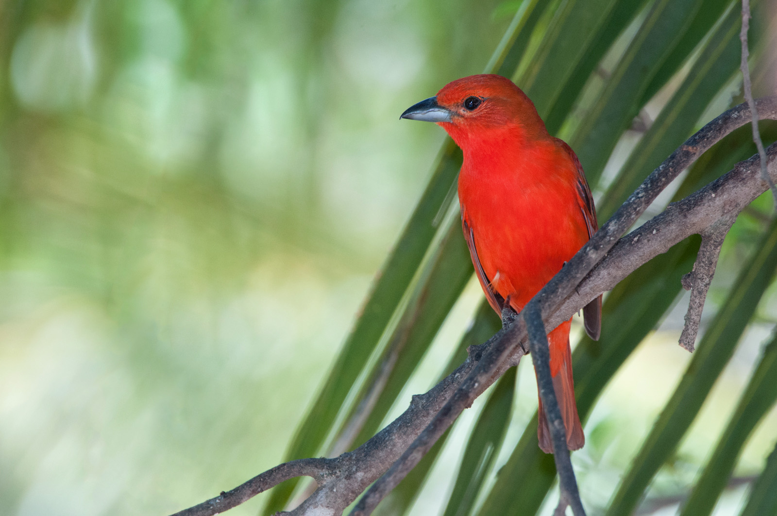 Hepatic Tanager, Hyacinth Valley, Brazil
