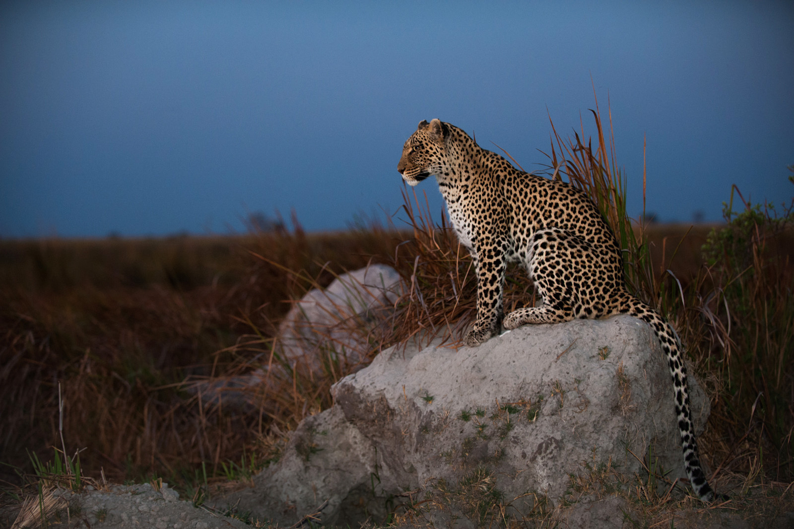 Leopard Post Twilight, Linyanti, Botswana